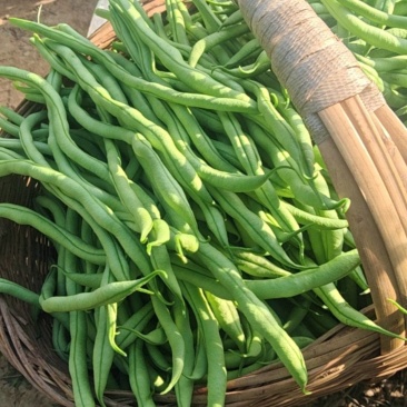 架豆