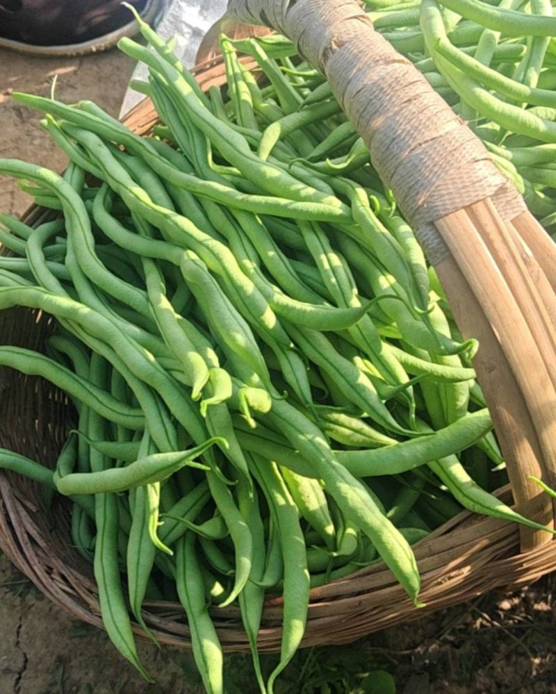 架豆