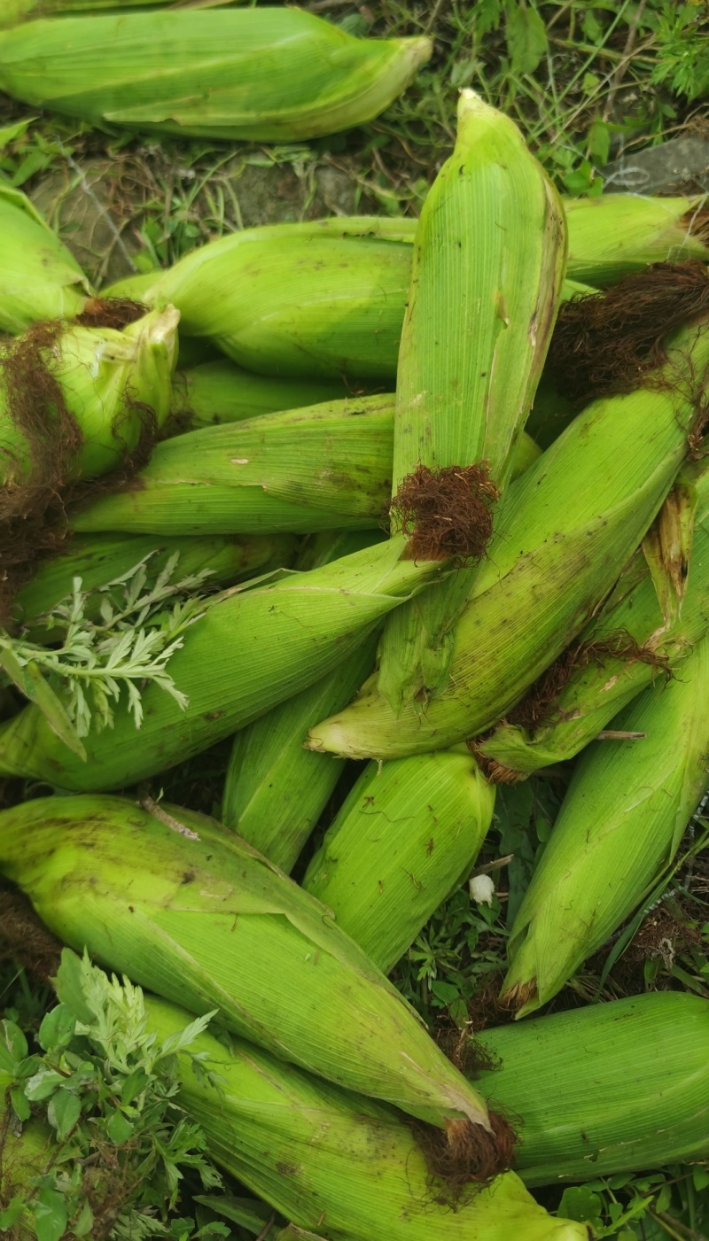贵州白糯玉米，供应量稳定，大量有货，量大价格可谈！