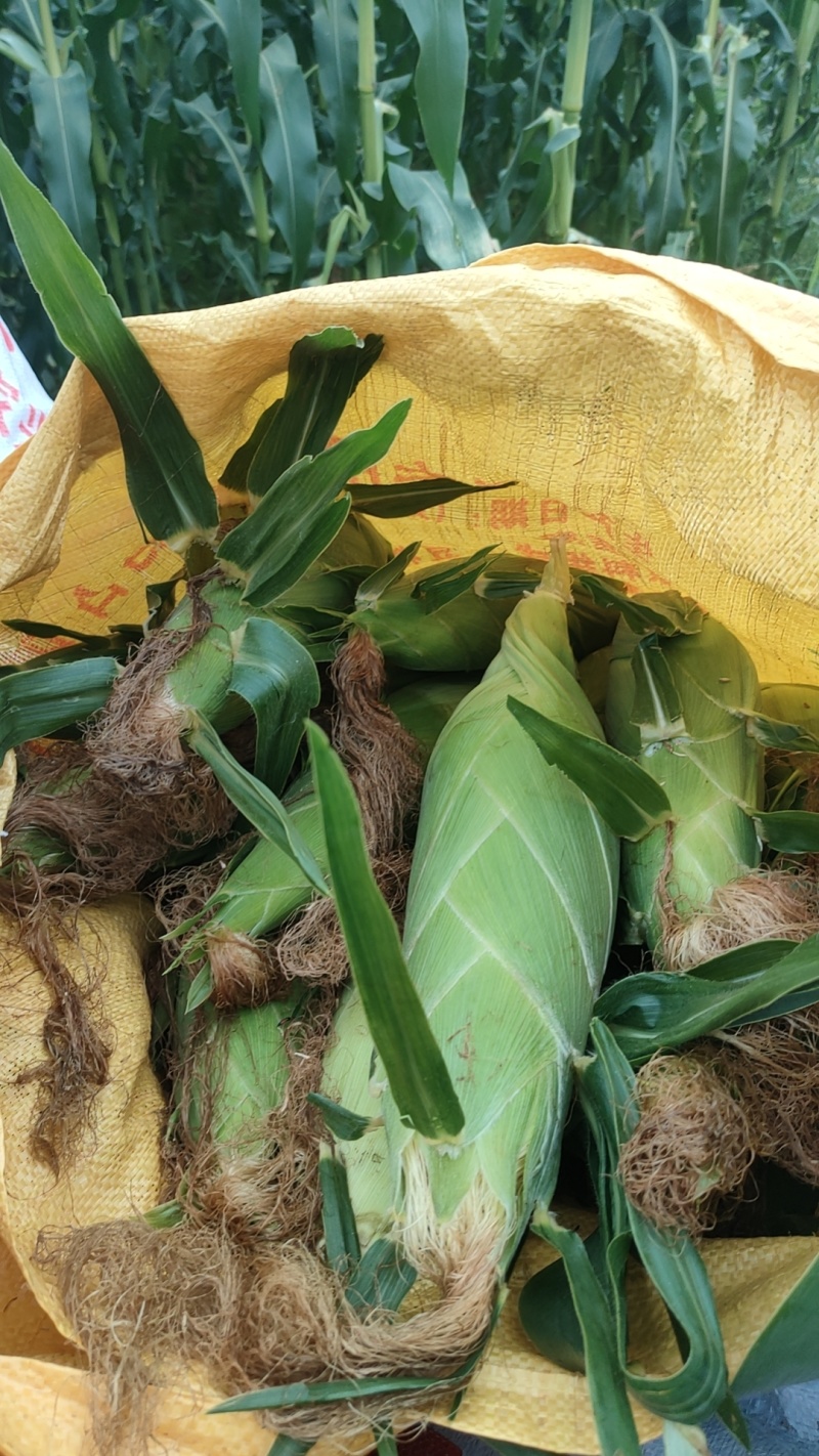 代办地头各种玉米🌽资源丰富***********