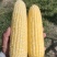 代办地头各种玉米🌽资源丰富***********