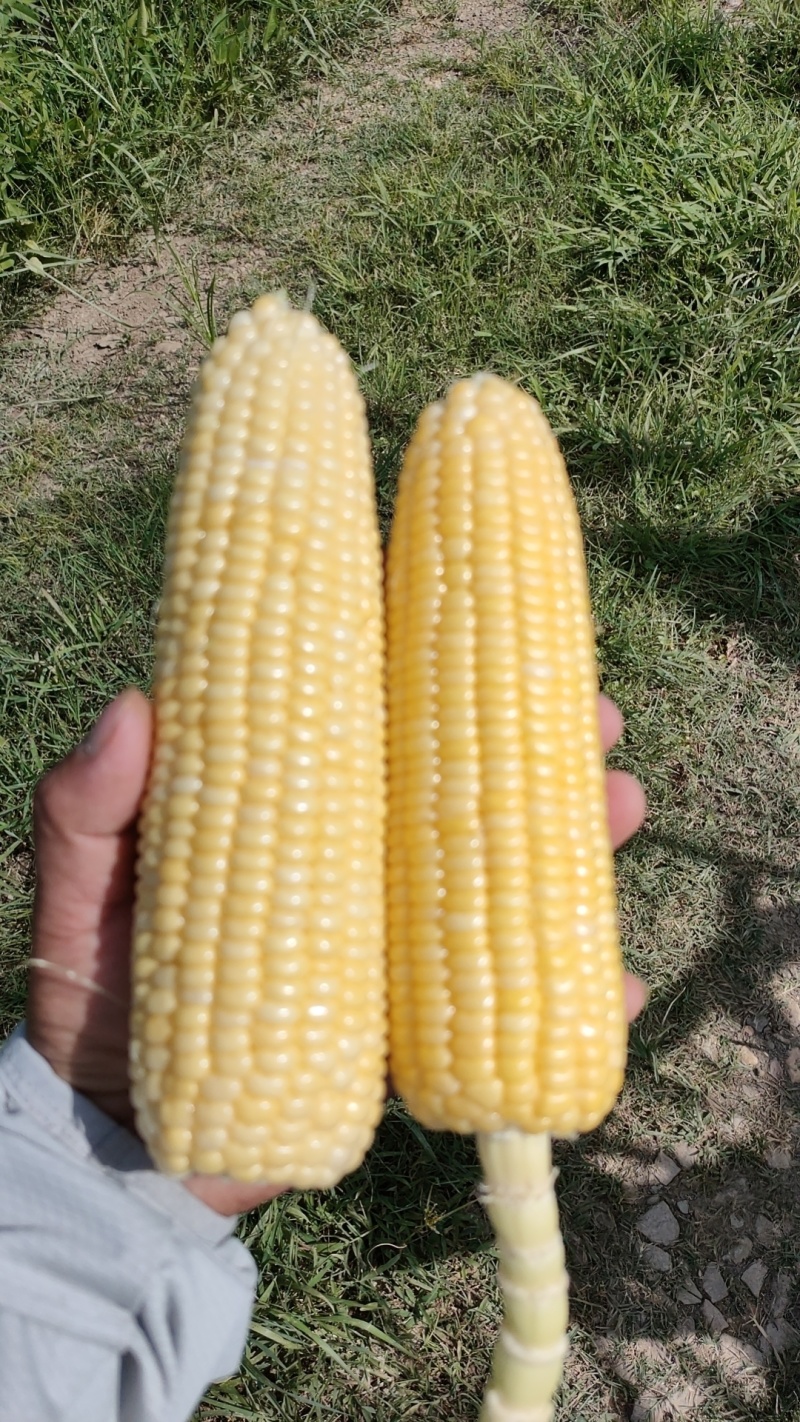 代办地头各种玉米🌽资源丰富***********
