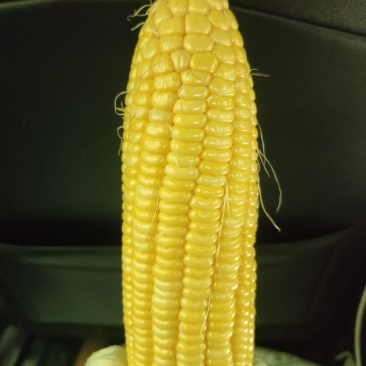 代办地头各种玉米🌽资源丰富***********