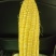 代办地头各种玉米🌽资源丰富***********