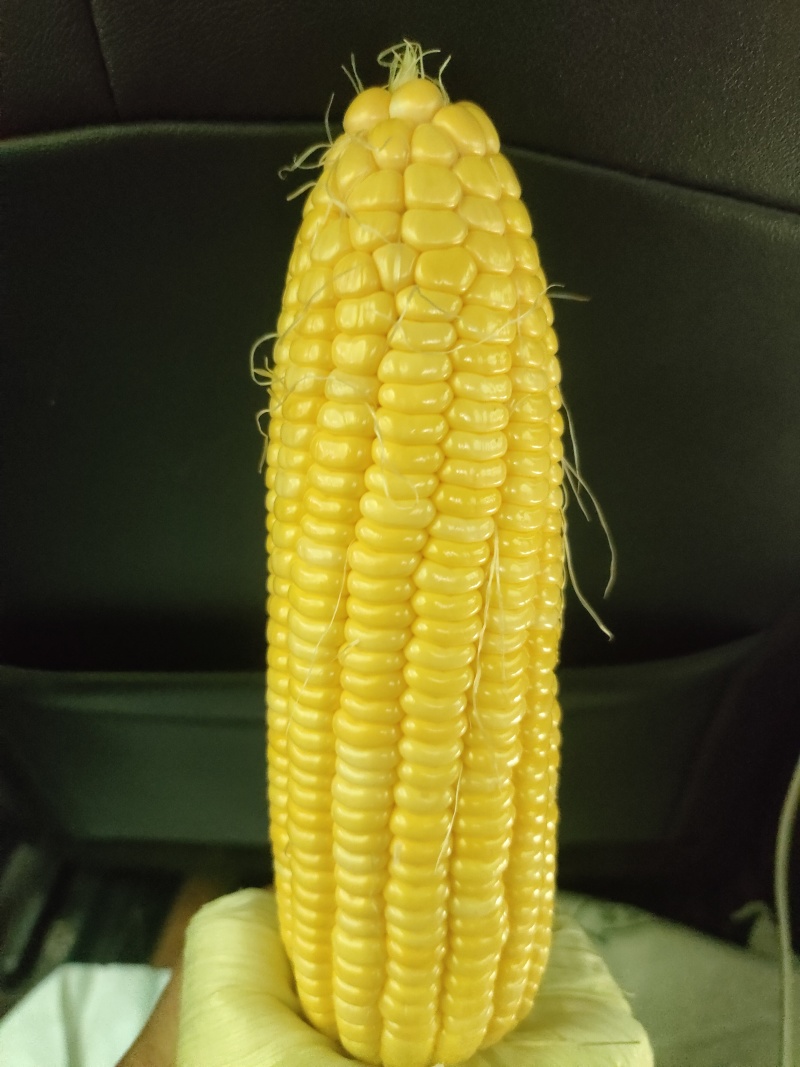 代办地头各种玉米🌽资源丰富***********