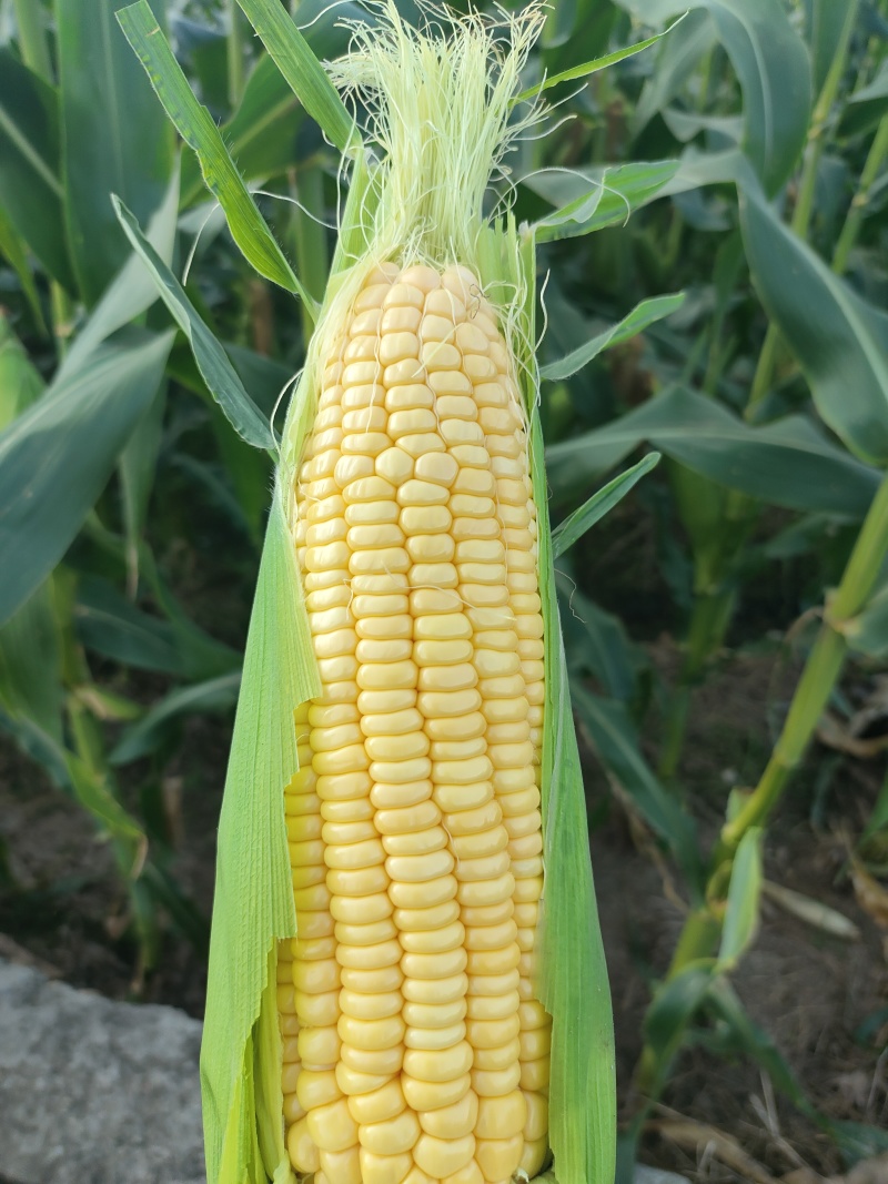 代办地头各种玉米🌽资源丰富***********