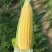 代办地头各种玉米🌽资源丰富***********