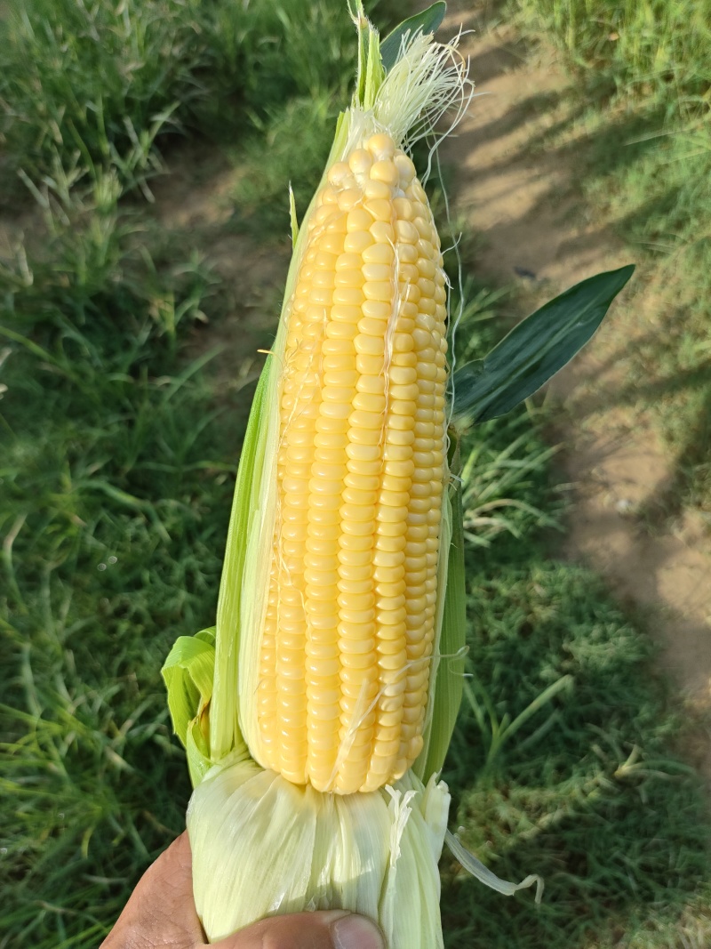 代办地头各种玉米🌽资源丰富***********