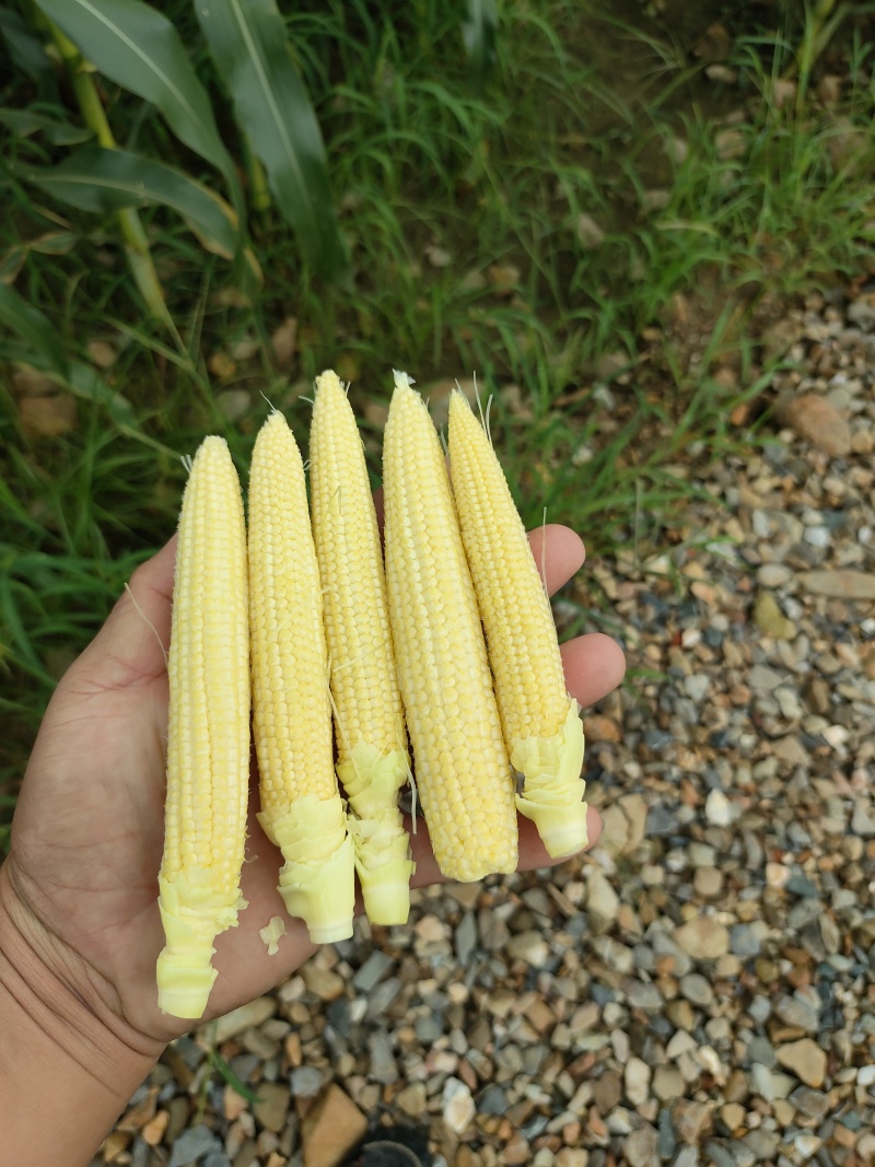 代办地头各种玉米🌽资源丰富***********