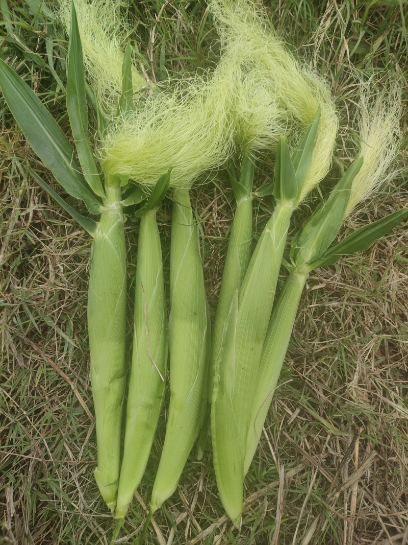 代办地头各种玉米🌽资源丰富***********