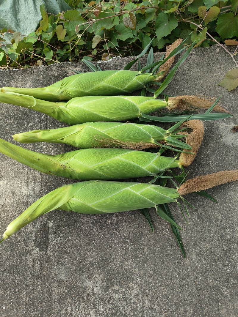 代办地头各种玉米🌽资源丰富***********
