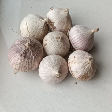 黑山紫皮独头蒜