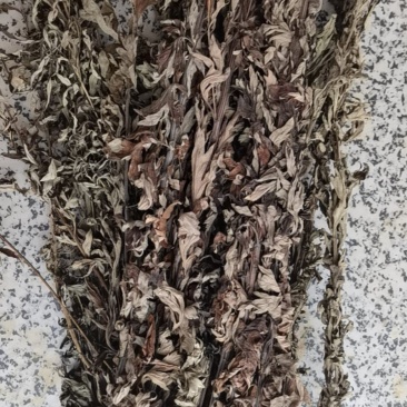 野生带杆艾叶
