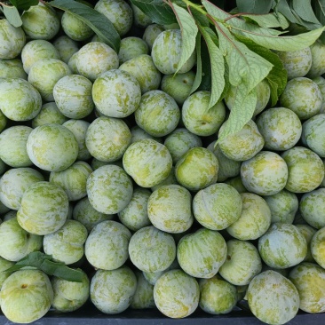 青脆李，规格齐全