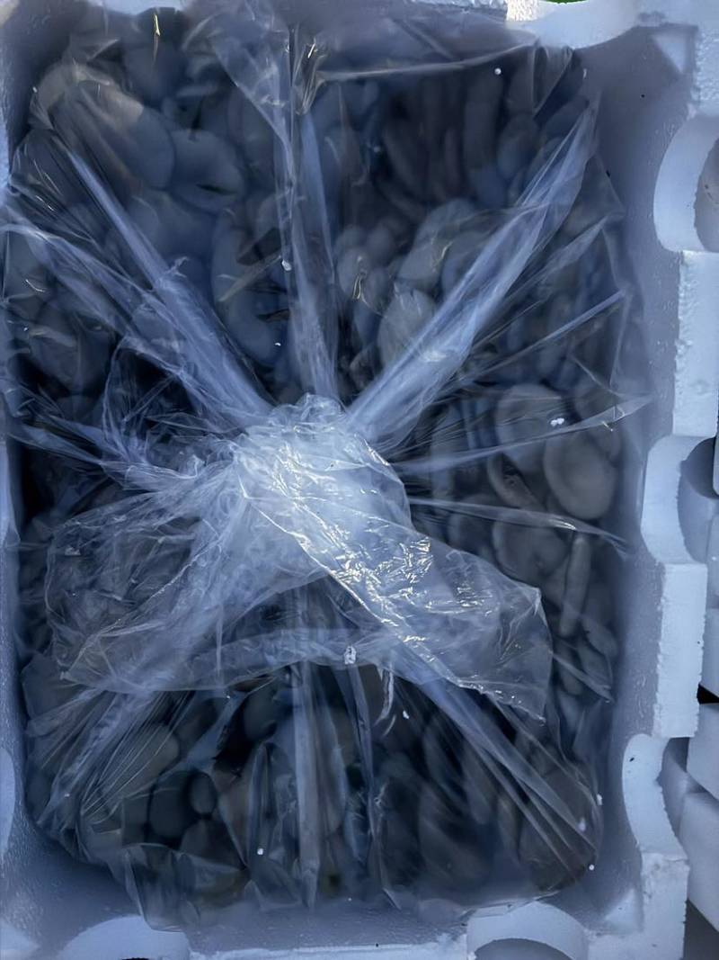 基地直供二茬小叶的平菇，品相好，欢迎咨询