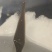蚂蝗
