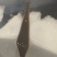 蚂蝗