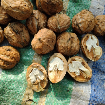 鲜核桃