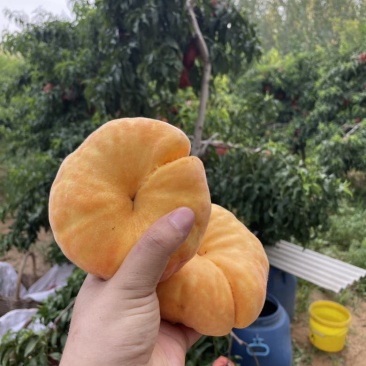 自家种的毛蟠桃，需要的联系***********