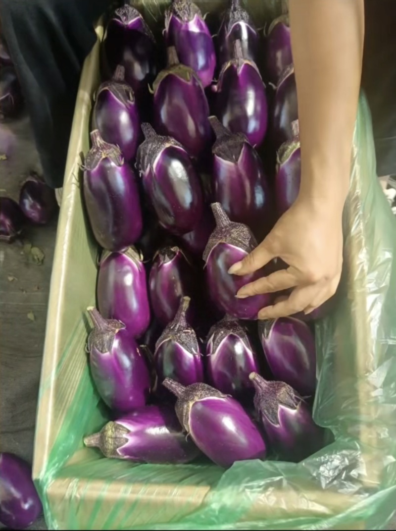 茄子圆茄