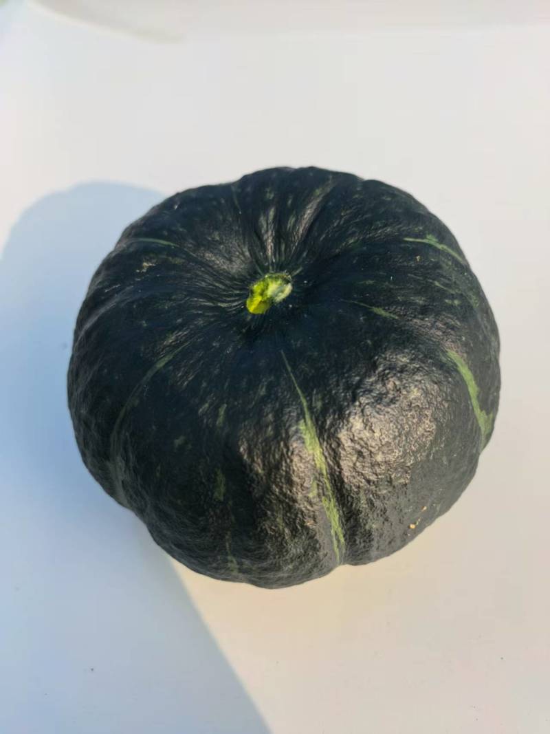 鄂尔多斯市达拉特旗贝贝南瓜