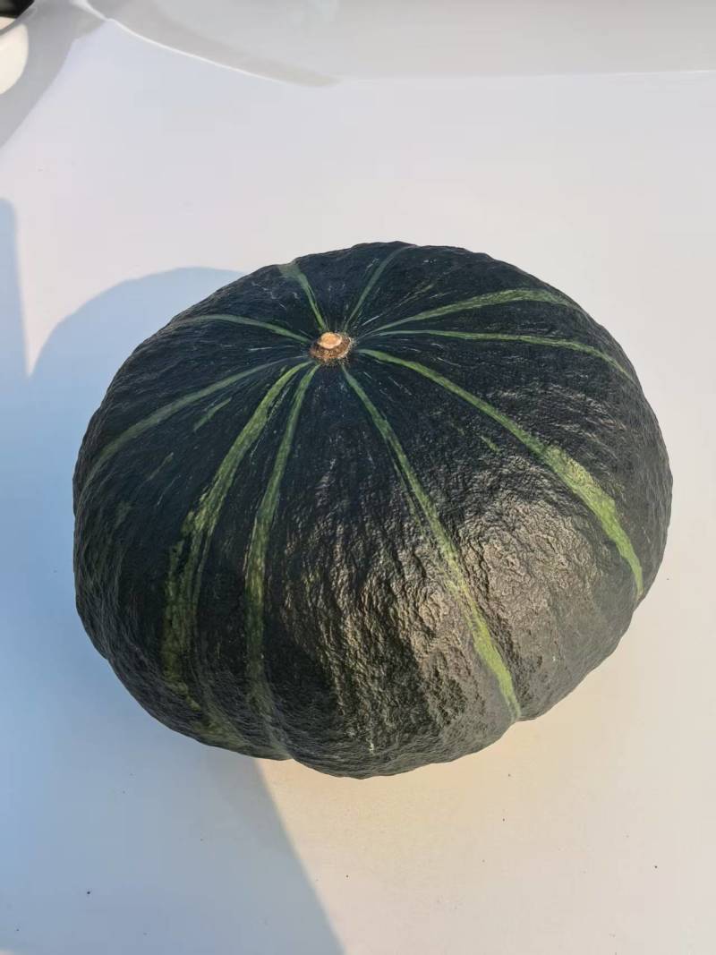 鄂尔多斯市达拉特旗贝贝南瓜