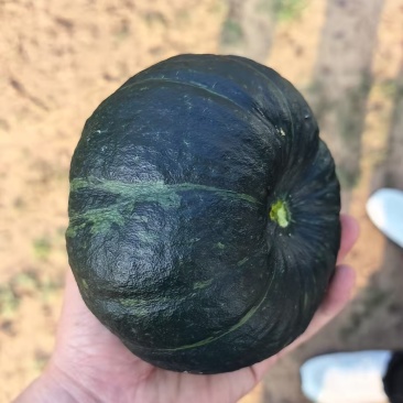 鄂尔多斯市达拉特旗贝贝南瓜