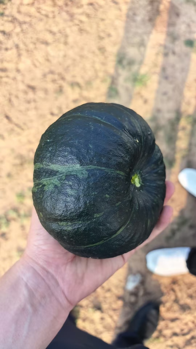 鄂尔多斯市达拉特旗贝贝南瓜