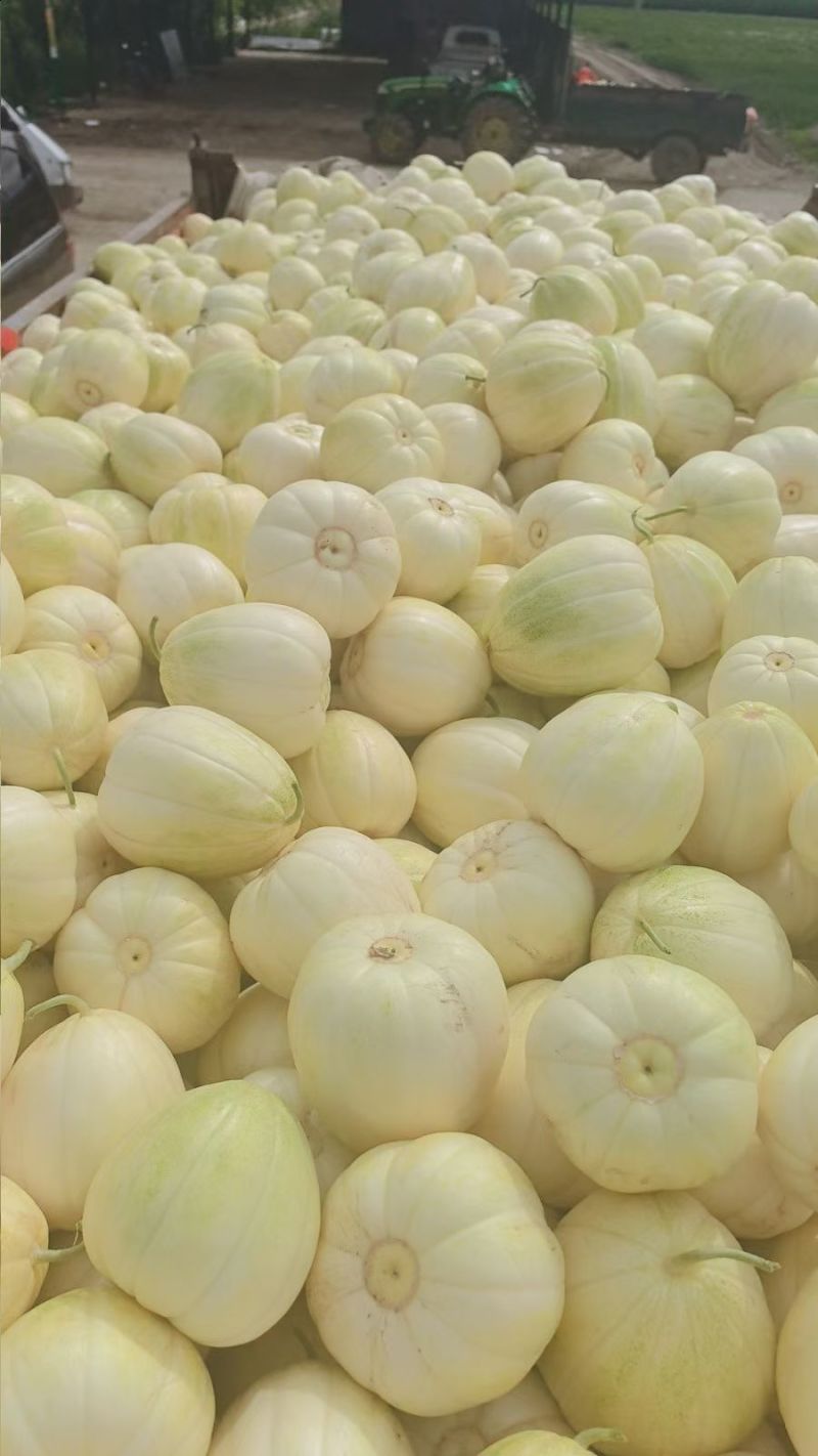 大众乡瓜