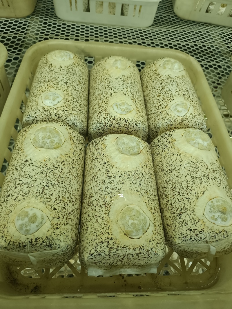 金耳菌种，发芽的菌种包