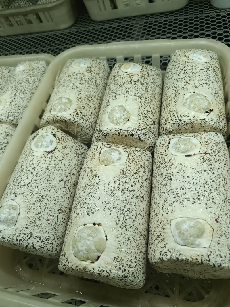 金耳菌种，发芽的菌种包