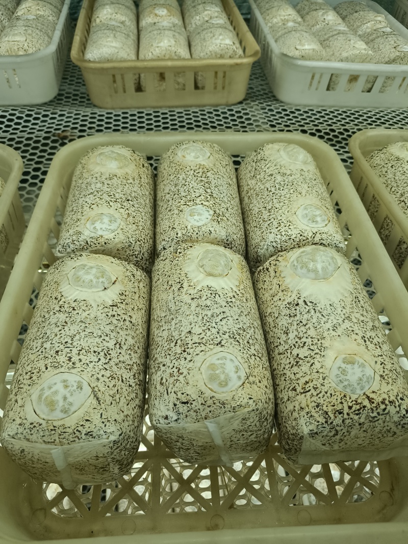 金耳菌种，发芽的菌种包