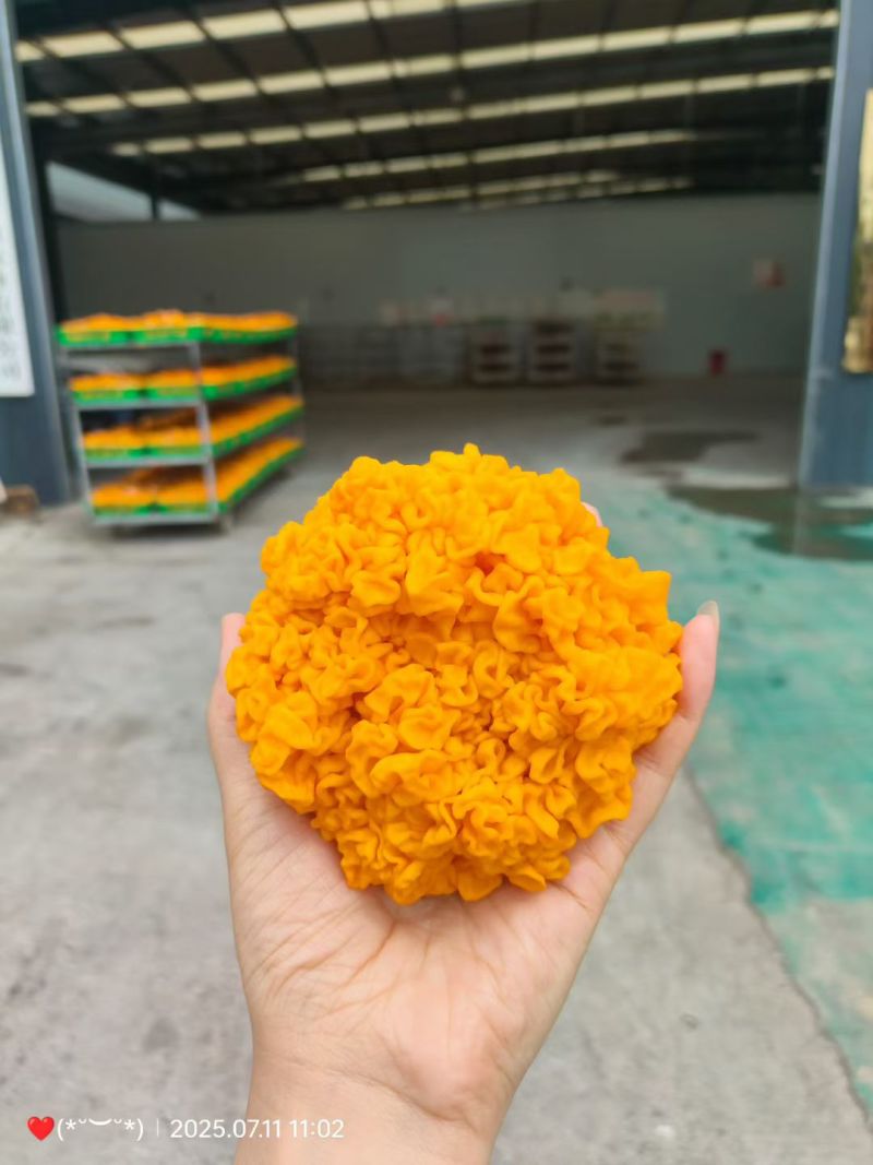 金耳菌种，发芽的菌种包