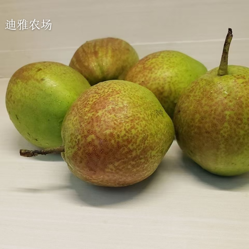 阳信眉梨七号，电商可代发，产地直销