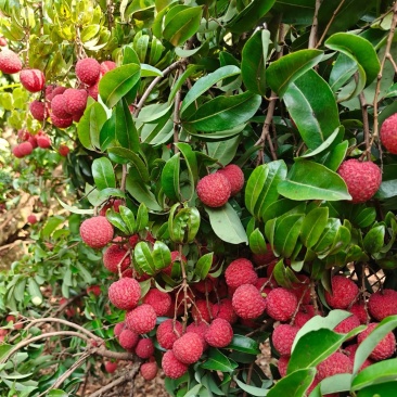 风花荔枝又名淮枝荔枝日采摘2万斤