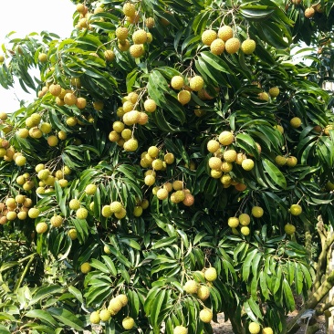 7月20号到8月1日出售玉荷包荔枝三千斤。