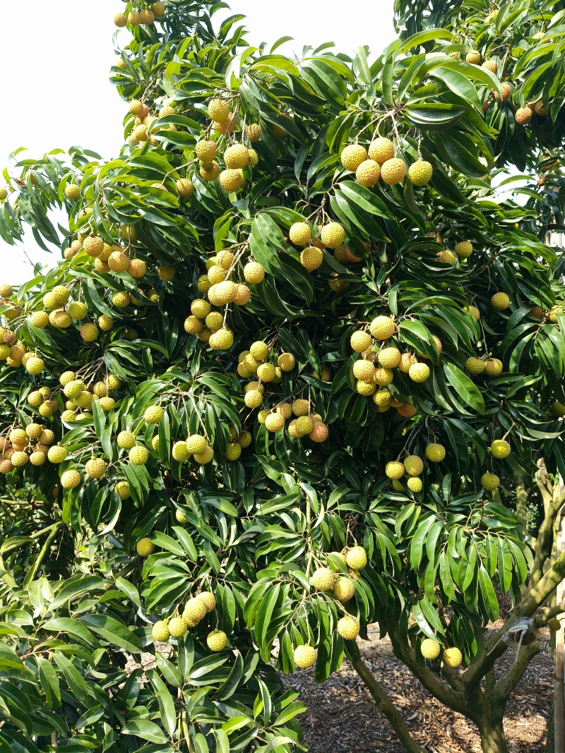 7月20号到8月1日出售玉荷包荔枝三千斤。