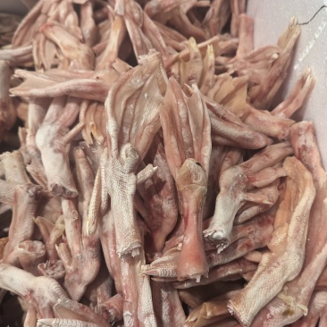 白条鸭掌，二节翅