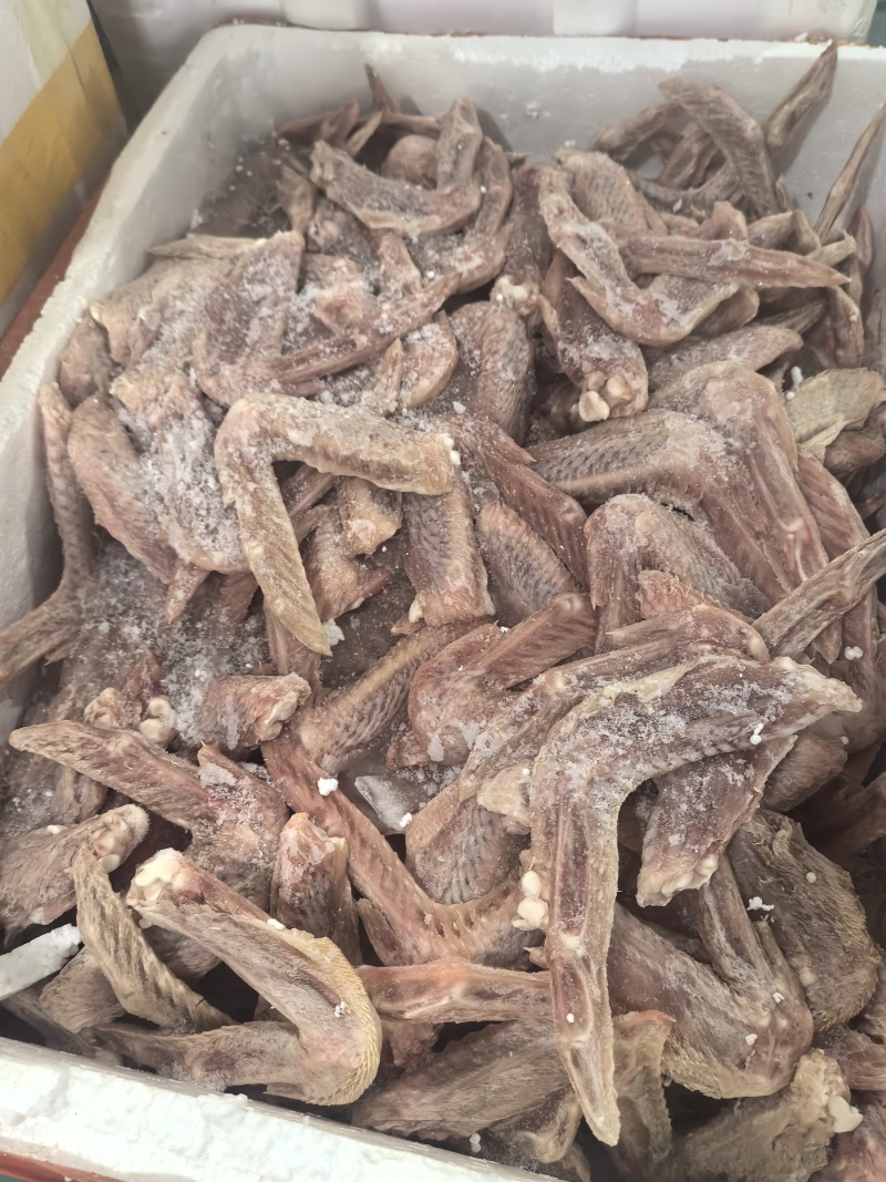 白条鸭掌，二节翅