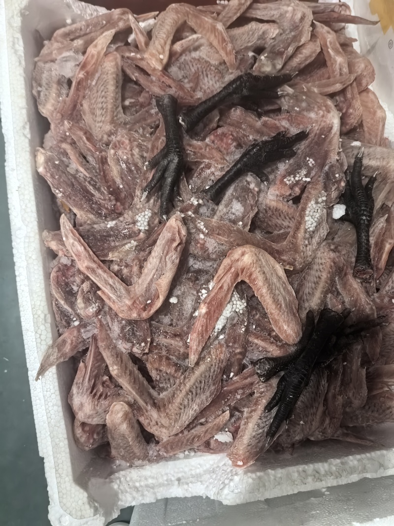 白条鸭掌，二节翅