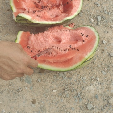 宁夏砂西瓜