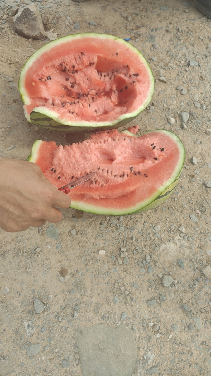 宁夏砂西瓜