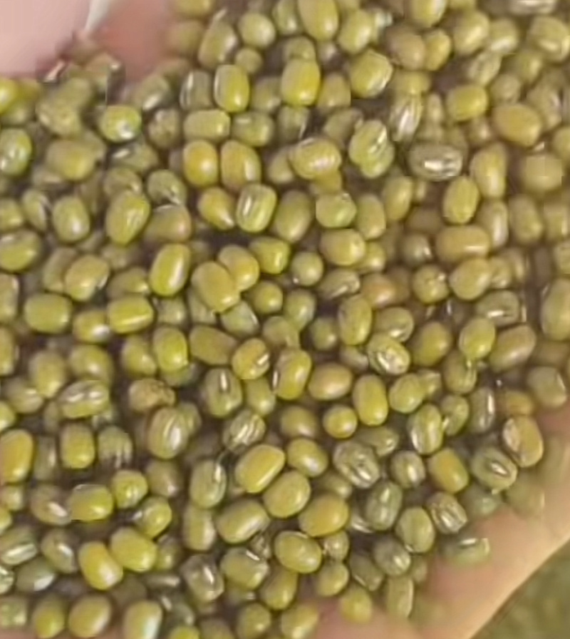 缅甸绿豆
