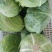 高山圆包菜