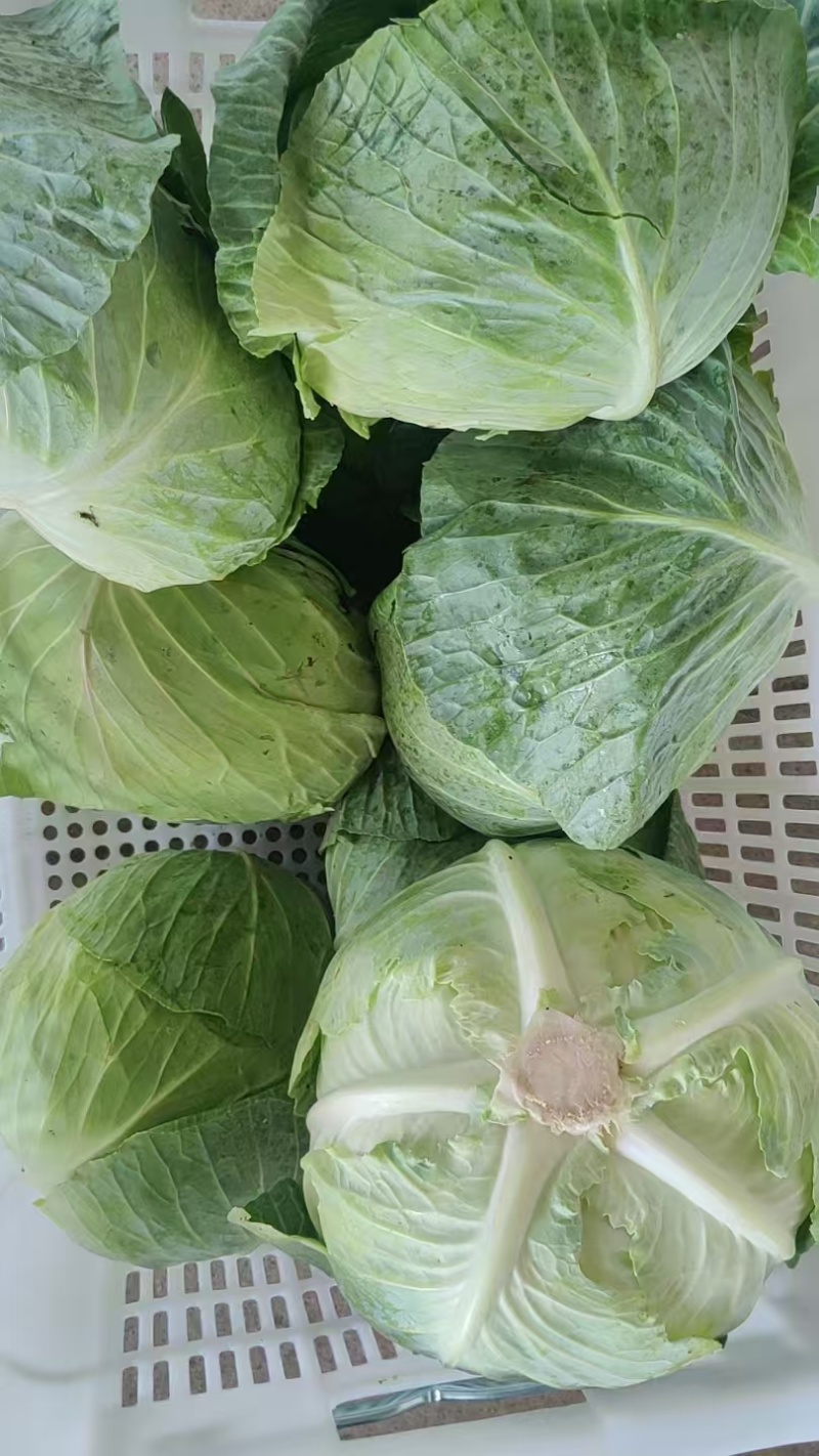 高山圆包菜