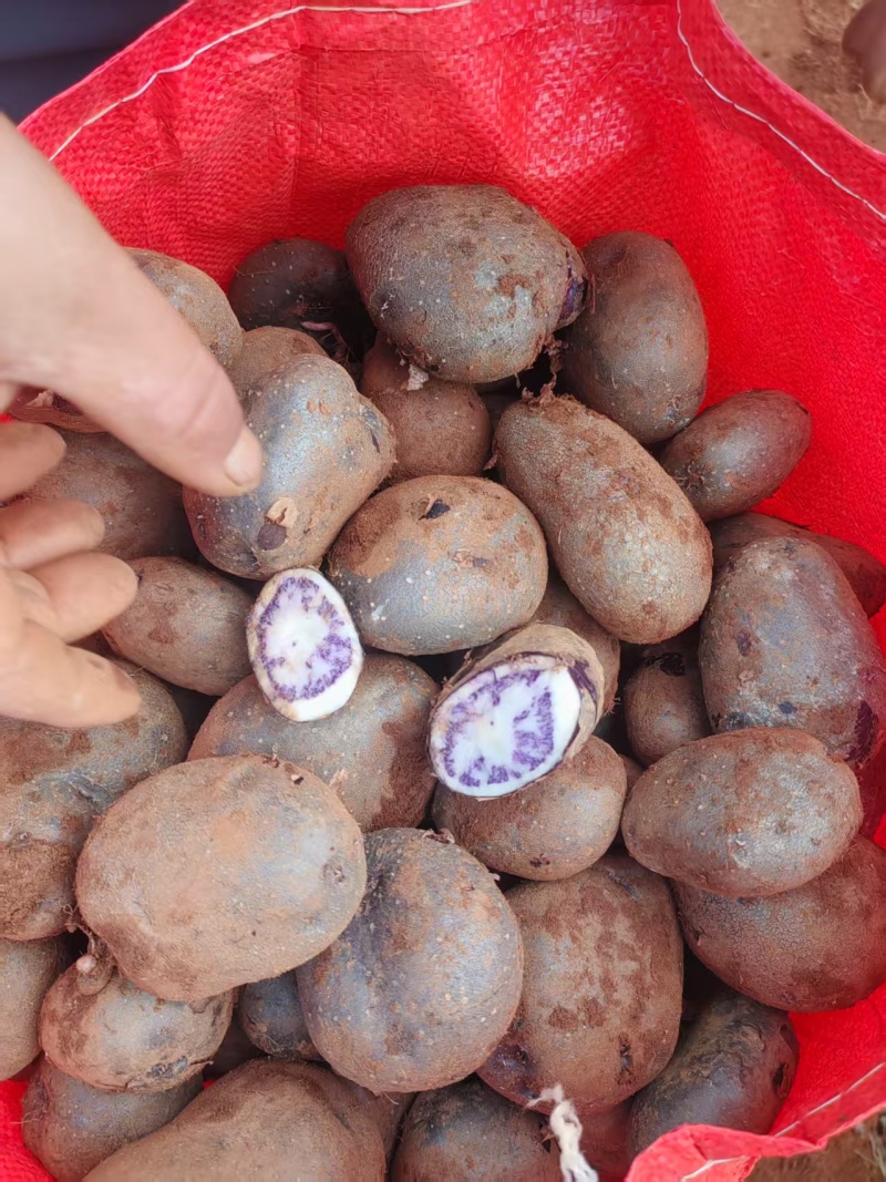 云薯304，云南高原七彩土豆