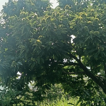 宜良板栗马上大量上市价格可聊