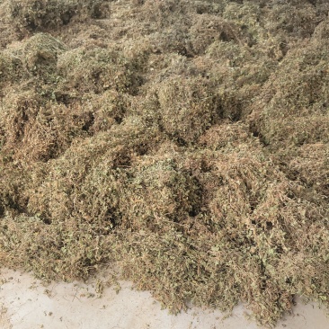 积雪草