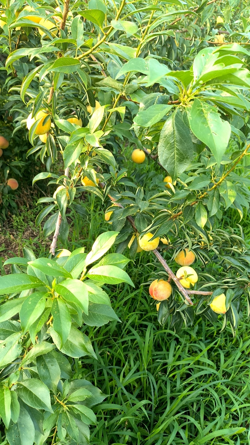 国峰17李子
