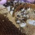 鸭脚树蜂蜜蜂蜜